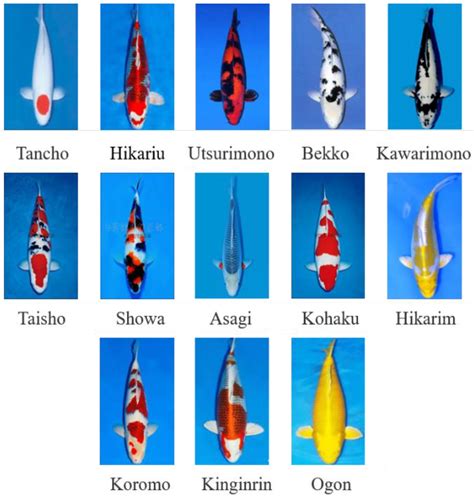 Types of Koi Different Varieties, Classifications & !.